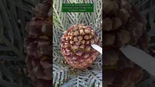 Encephalartos lehmannii  Cycad Pollination 2022  Encephalartos woodii Debutant Ball [upl. by Karney]