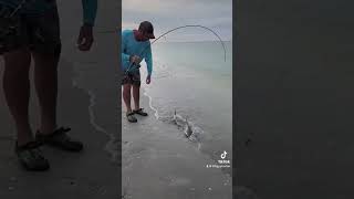 Sanibel Island Shells And Sharks  Beach Fishing [upl. by Lorenzana]