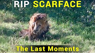 WORLD FAMOUS Lion Scarface has Died At Age 14  RIP King Scarface [upl. by Nanreh]