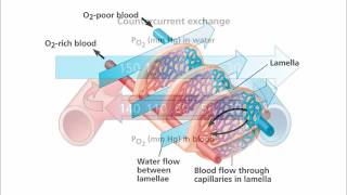 Campbell Biology Figure Walkthrough Video The structure and function of fish gills [upl. by Perpetua109]