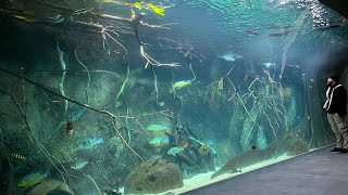 Meine Cichlas ziehen in das größte Amazonasaquarium Deutschlands  Zoo Leipzig peacockbass [upl. by Cort]