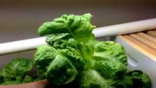 Dwc Hydroponic Lettuce Buttercrunch [upl. by Giovanni301]