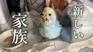 新しい家族を迎えました！【セキセイインコ 雛】 [upl. by Tarrsus]