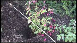 Planting hardy fuchsias [upl. by Reemas]