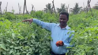 Tomato speed 1726  tomato  palacode dharmapuri  1726  dinesh agriculture farmer  vivasayam [upl. by Hagile]