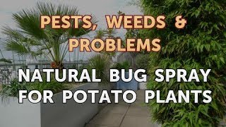 Natural Bug Spray for Potato Plants [upl. by Finella]