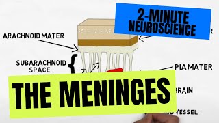 2Minute Neuroscience The Meninges [upl. by Lombardy]