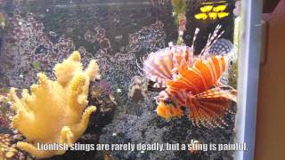 Dwarf Zebra Lionfish feeding time [upl. by Angelica]