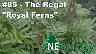 NEcology 85  The Regal quotRoyal Fernsquot [upl. by Nellahs]