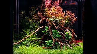 NANO PLANTED TANK  4K CINEMATIC  GREEN AQUA [upl. by Biggs]