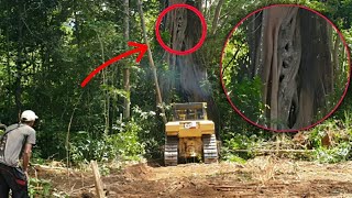 Strange Sighting When Bulldozers Work to Clear Plantation Land [upl. by Eliezer]