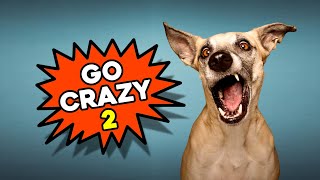 Sounds Dogs React To  Prank Your Dog Go Crazy [upl. by Eleahcim]