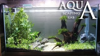 Aquascaping Lab  Tutorial Minimal and Natural rich mix tank size 110 x 45 x 60h 300 L [upl. by Nojad]