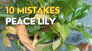 STOP Killing Your Peace Lily  10 Mistakes and How to Fix Them [upl. by Ahserkal]