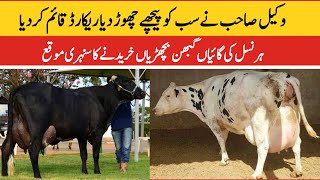 Subhan Dairy Farm  Girlando Cow In Pakistan  HF Cow  Cross Cow  Milking Cow  Pk Janwar Mandi [upl. by Ettesil546]