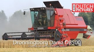 Dronningborg  Dania D8500  Harvesting wheat  Tarwe dorsen  Weizenernte  Biddinghuizen  Case IH [upl. by Izaak]