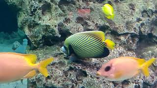 Longhorn Cowfish  Colorful Reef Fish At Georgia Aquarium [upl. by Asertal394]