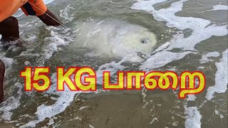 💥பதினைந்து கிலோ பாறை மீன் கரையோரத்தில் பிடிபட்டது  GT Fish  Fishing Video  fishing [upl. by Ned]