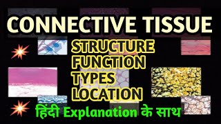 CONNECTIVE TISSUE  Structure  Types  Location  Hindi  English दोनों में  tissue class9 neet [upl. by Eirol802]