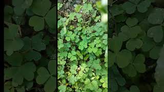 Oxalis Plant viralvideo trending nature biology science facts shortvideo shorts new [upl. by Idou]