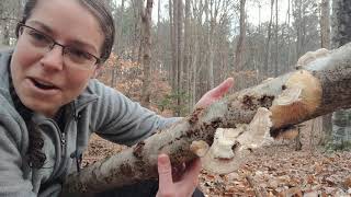 How to ID gilled polypore mushrooms Trametes betulina [upl. by Annoet381]