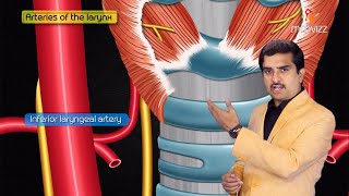 Anatomy and Physiology of Larynx  Action of Laryngeal muscles  Dr Bhanu prakash [upl. by Adamec]