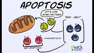 Apoptosis  Introduction Morphologic Changes and Mechanism [upl. by Arriat]