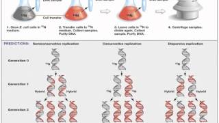 Biology 1 Lecture 15 DNA Synthesis and Repair [upl. by Ahsitaf]