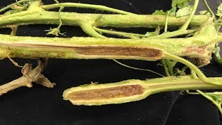 ⟹ Fusarium vs Vertisillium  Tomato diseases  My take on it how to tell the difference [upl. by Aihcila]