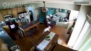 Mischievous boxer dog drags garden hose into home sprays water everywhere [upl. by Kimber250]