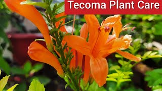 Care of Tecoma Plant  How to Grow and Care Tecoma Plant  Best Summer Flowering Plant [upl. by Issim]