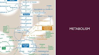 Metabolism  42  Cholesterol Synthesis Regulation and Degradation [upl. by Nnylarat424]