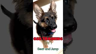 GSD Training  Day 1  germanshepherd gsdpuppy viper ytshorts ytshorts  puppytraining [upl. by Curnin919]