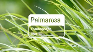 doTERRA Palmarosa Translated Subtitles [upl. by Munshi702]