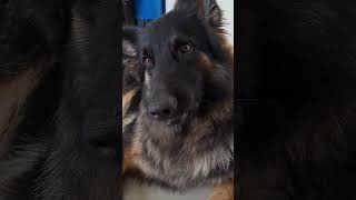 German Shepherd so cute doglover gsd [upl. by Gambrell]