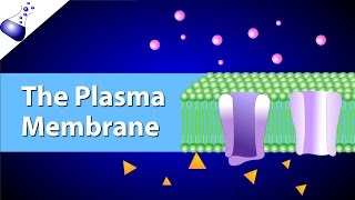 The Plasma Membrane and the Fluid Mosaic Model [upl. by Candace]