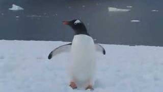 Gentoo Penguin Walking [upl. by Clo143]