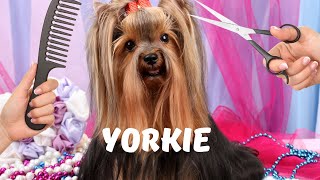 Yorkshire Terriers Grooming Health Temperament [upl. by Anaillil]