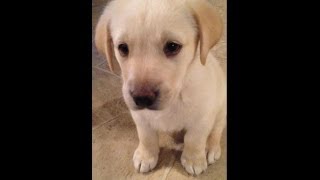 Yellow Lab Puppy from 8 weeks to 1 year [upl. by Ingamar]