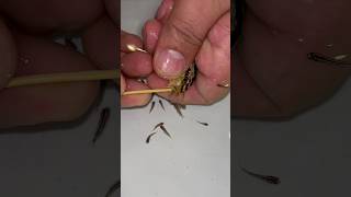 Auratus cichlid fish giving birth to 20 baby fish 🥰🐬 fish fishvideo [upl. by Brunn]