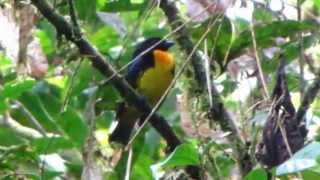 ENDEMIC  Blackandgold Tanager  Bangsia melanochlamys  Colombia Birds [upl. by Olnay]