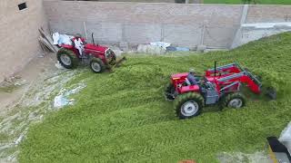 Clamping Maize for Silage at Shah Din Dairies [upl. by Theis]