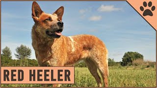 Red Heeler Dog Breed  The Australian Cattle Dog [upl. by Aciretehs]