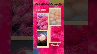 අපිත් රඹුටන් අච්චාරු හැදුවෝ🤩🤩salad🫙🫙🤩🤩slcookerylife cooking recipe sweet fruit new food [upl. by Asiruam]