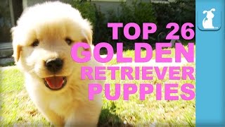 26 Reasons Golden Retriever Puppies Are The Best In 60 Seconds  Puppy Love [upl. by Ko239]