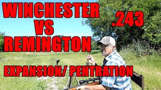 243 REMINGTON vs WINCHESTER [upl. by Pease234]