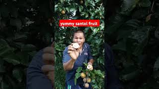 Santol fruit fruit simplelifeintheprovince [upl. by Macleod]