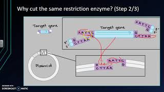 Genetically Engineering Bacteria to Produce Human Proteins using Plasmids [upl. by Alvina]