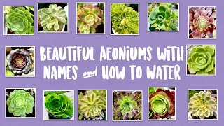 Types of Aeoniums and How to Water them with Names and Pictures  Succulents by Vonny [upl. by Anor754]