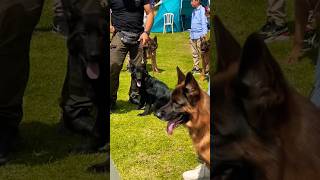 Dog Show Beautiful Shepherds [upl. by Elitnahc]